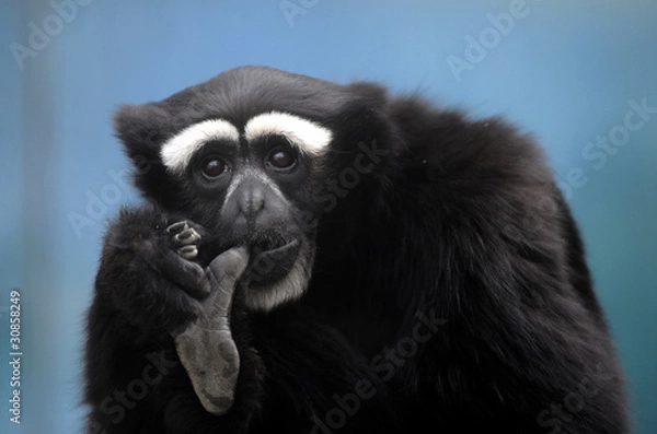 Obraz 白眉长臂猿