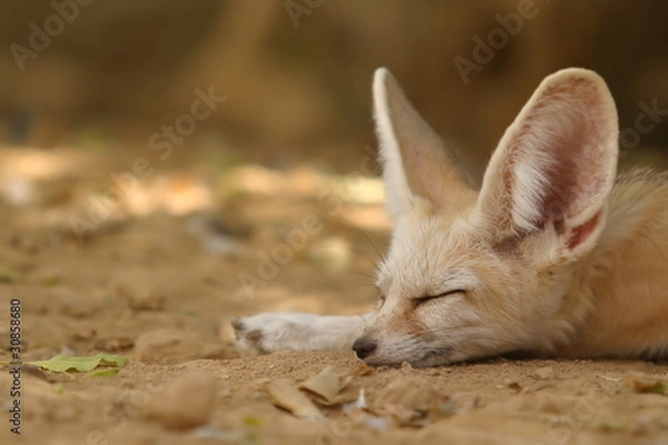Obraz fennec fox