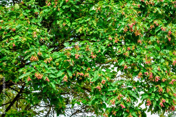 Fototapeta Acer tataricum with winged seeds. Tatar maple, Tatarian maple foliage and fruit