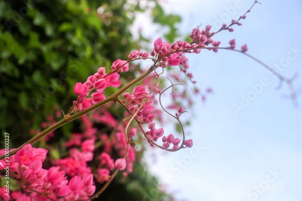 Obraz pink Coral Vine