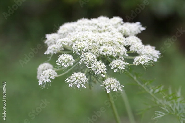 Obraz ニンジンの花