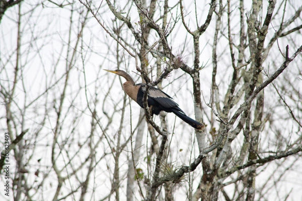 Fototapeta Anhinga (snakebird) on a tree in Everglades, Florida
