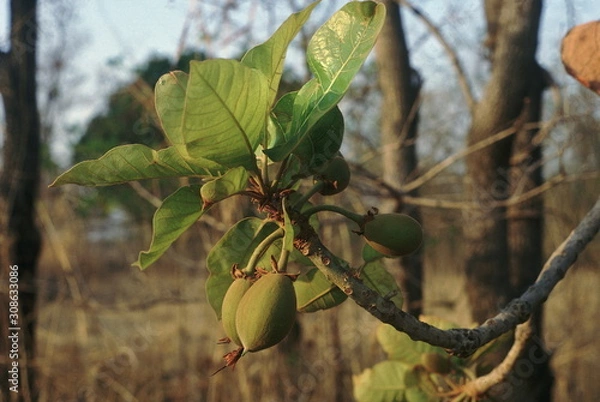 Fototapeta Fruit. Madhuca Longifolia Var Latifolia. Mahua tree. Family: Sapotaceae. The inner part of the fruit is cooked and eaten. The seeds yield an edible oil.
