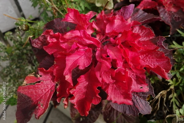 Obraz 冬の赤い葉鶏頭