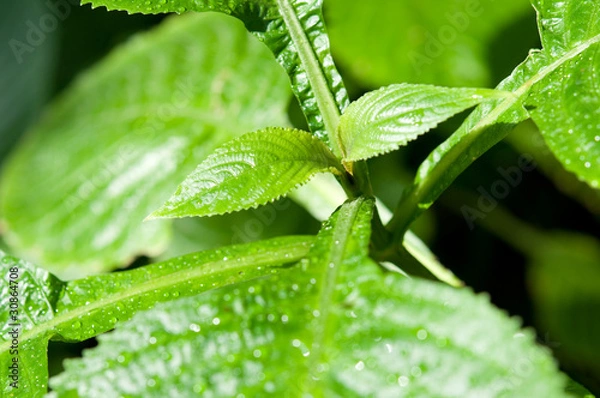 Fototapeta Botanische Übungen