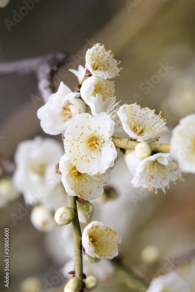 Fototapeta 白滝枝垂（梅）