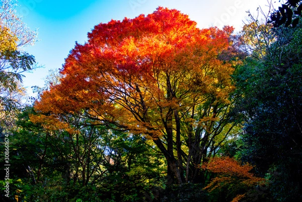 Fototapeta 国見町千燈
