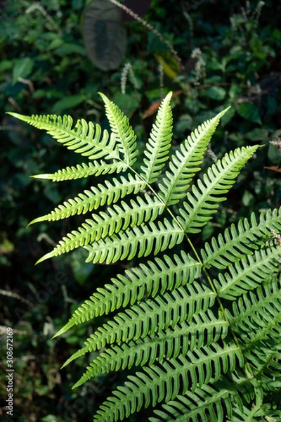 Obraz Fern Leaf