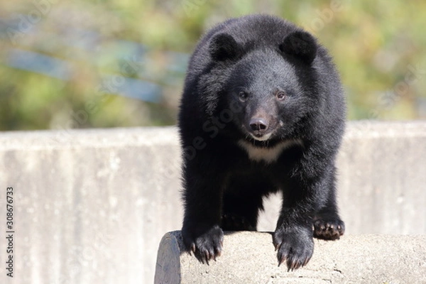 Obraz 熊　ツキノワグマ