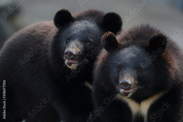 Obraz 熊　ツキノワグマ