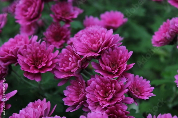 Fototapeta beautiful and colorful flowers in the park 