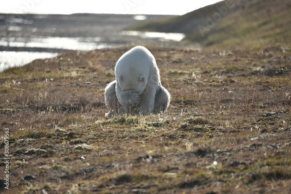 Fototapeta Polar Bear on Wrangel Island