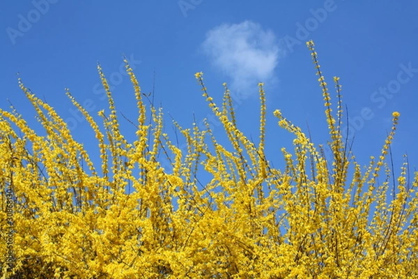 Obraz Forsythia