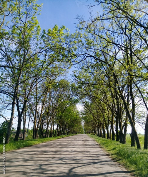 Obraz road with trees on the sides