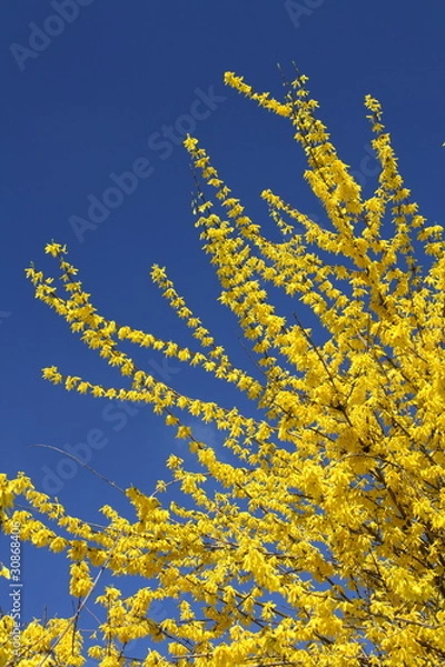 Obraz Forsythia