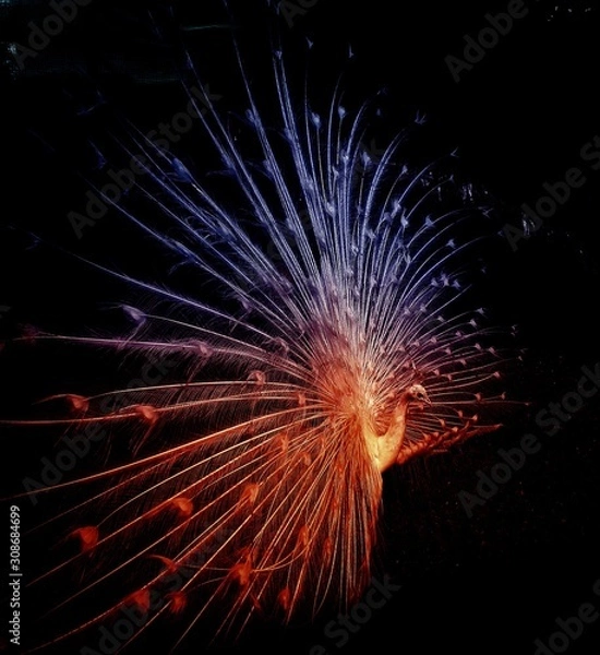 Obraz Peacock In Night Sky