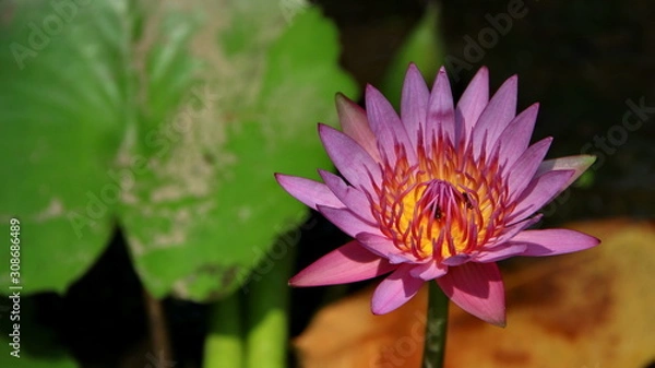 Fototapeta Natural Lotus Flower Blooms in a beautiful garden, exotic round seed stand of a lotus isolated on blurry background