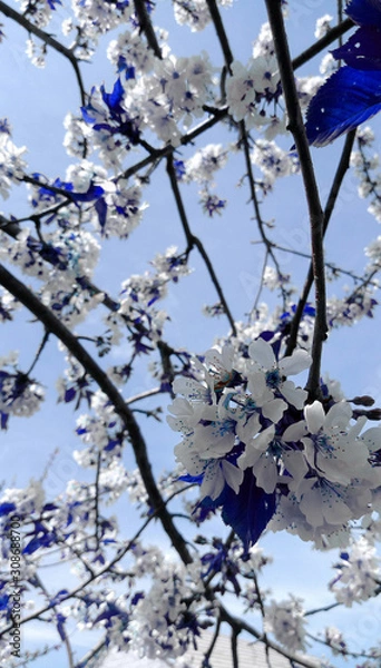 Obraz spring flowers