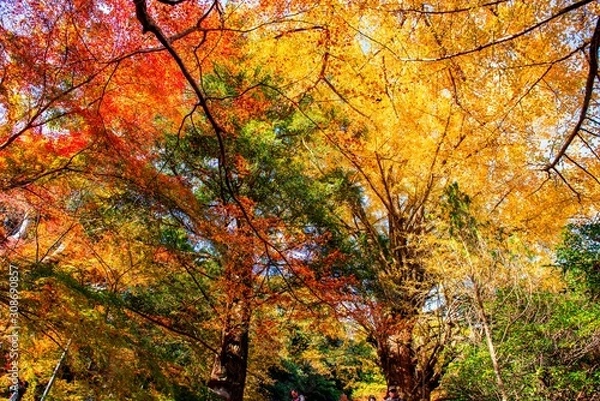 Fototapeta 富貴寺の紅葉