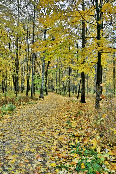 Fototapeta yellow trees in autumn park