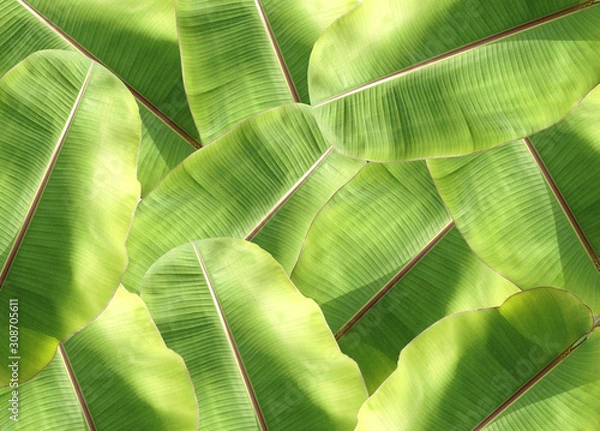 Fototapeta Banana Leaf Pattern Background.