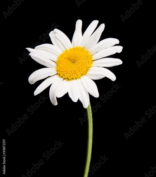 Fototapeta ox-eye daisy