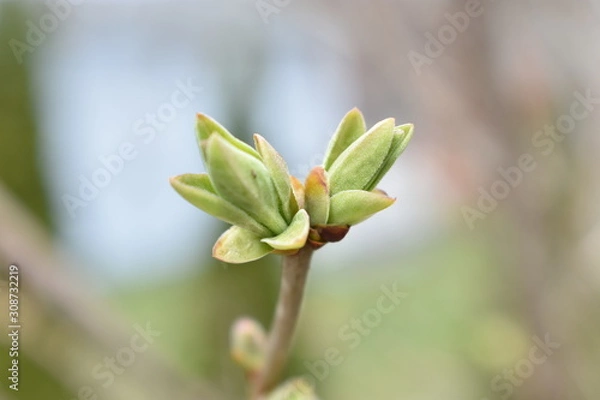Obraz lilac bud
