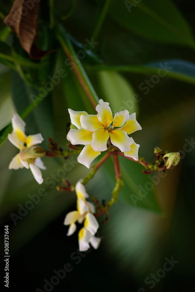 Obraz Tropical flowers close-up. Bali Flowers