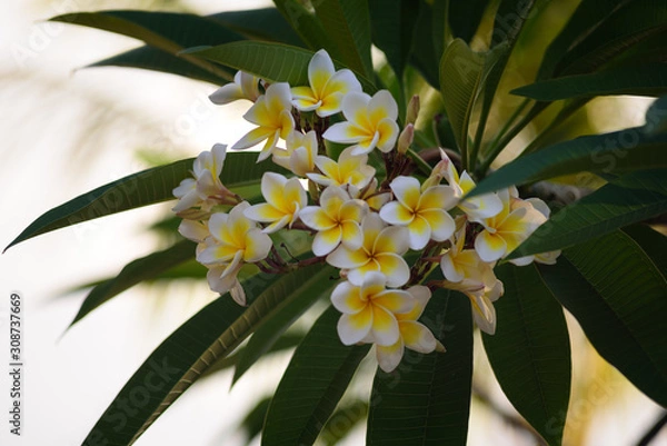 Obraz Tropical flowers close-up. Bali Flowers