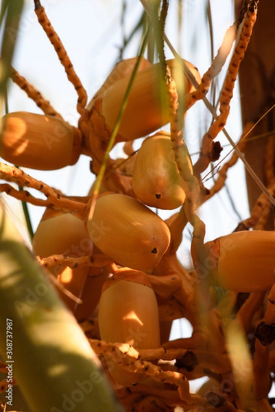 Obraz Orange coconuts on a coconut palm tree. Bali Indonesia.