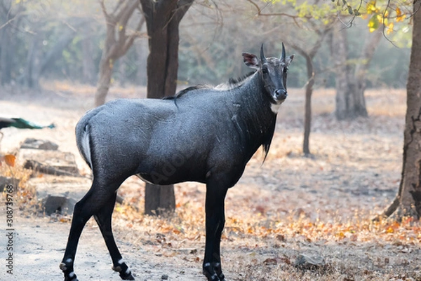Obraz Male Nilgai 