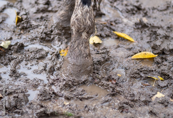 Fototapeta hoof and leg of a horse in the mud