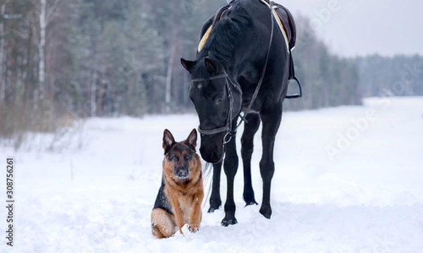 Fototapeta Dog breed German shepherd in winter in the snow sitting next to a black horse in the field, behind the forest