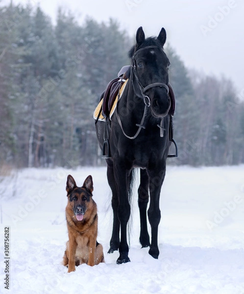 Fototapeta Dog breed German shepherd in winter in the snow sitting next to a black horse in the field, behind the forest