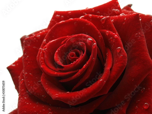 Obraz Red rose isolated
