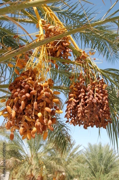 Obraz dates on a palm