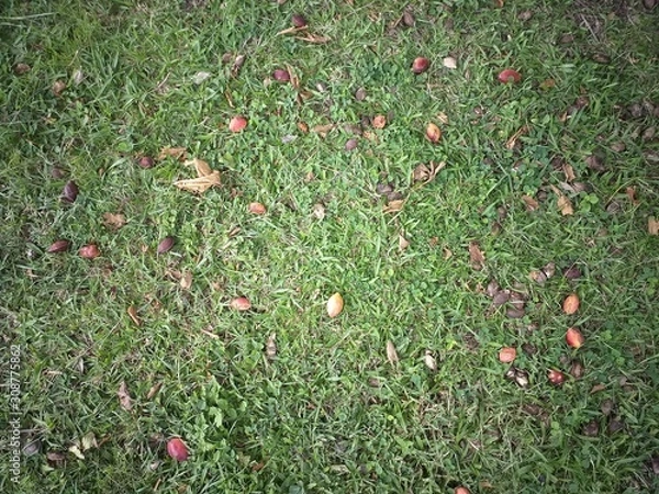 Obraz red fruit on grass