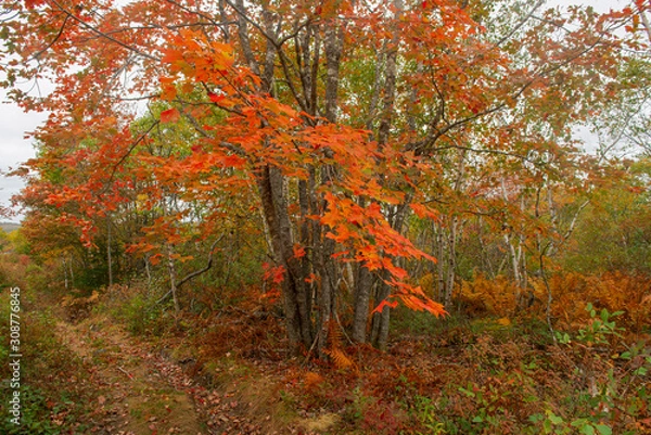Obraz Autumn Colours