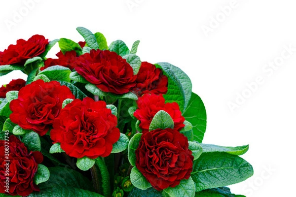 Fototapeta Primula Belarina flower, close up, side view. Double Primrose yellow bloom var. Spring Flirt, isolated on white.