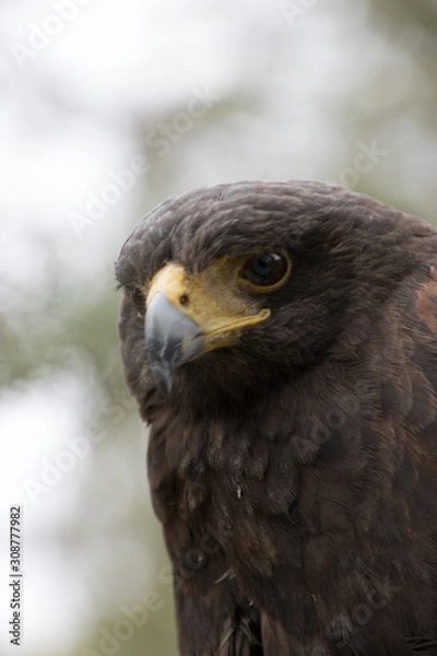 Obraz Eagle perched on an outdoor tree in the middle of the field