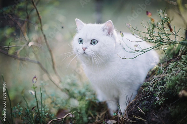 Obraz beautiful white, silver shaded british short hair cat with green eyes in the autumn forest. autumn colours. cat smelling and tasting autumn grass, mushrooms. Curious white cat, british shorthair breed