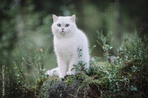 Obraz beautiful white, silver shaded british short hair cat with green eyes in the autumn forest. autumn colours. cat smelling and tasting autumn grass, mushrooms. Curious white cat, british shorthair breed