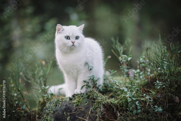 Obraz beautiful white, silver shaded british short hair cat with green eyes in the autumn forest. autumn colours. cat smelling and tasting autumn grass, mushrooms. Curious white cat, british shorthair breed