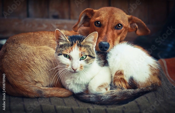 Obraz Cute dog with cat. Love