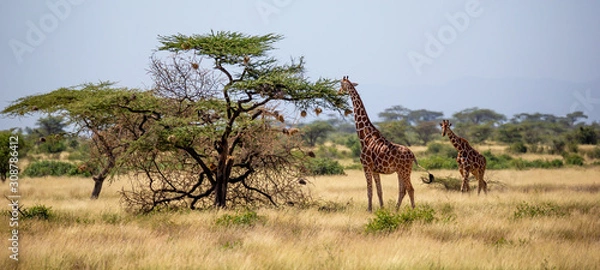 Fototapeta Żyrafy z Somalii jedzą liście akacji