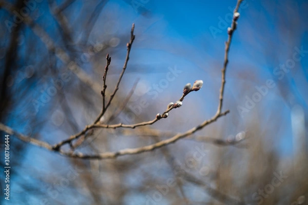 Fototapeta willow brahch