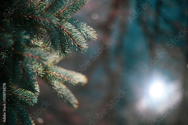 Fototapeta blue pine tree