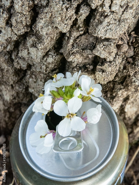 Fototapeta Pequeñas flores blancas naciendo de una lata de refresco al pie del tronco de un árbol