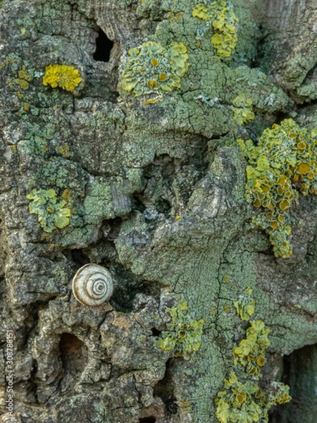 Fototapeta Texturas y contrastes: caracol en el tronco con musgo de un árbol