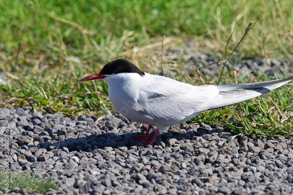 Obraz Seeschwalbe auf Island